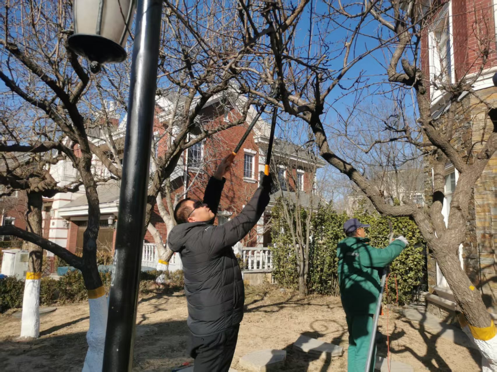 北京春季園林綠化養(yǎng)護(hù)指南之春季修剪