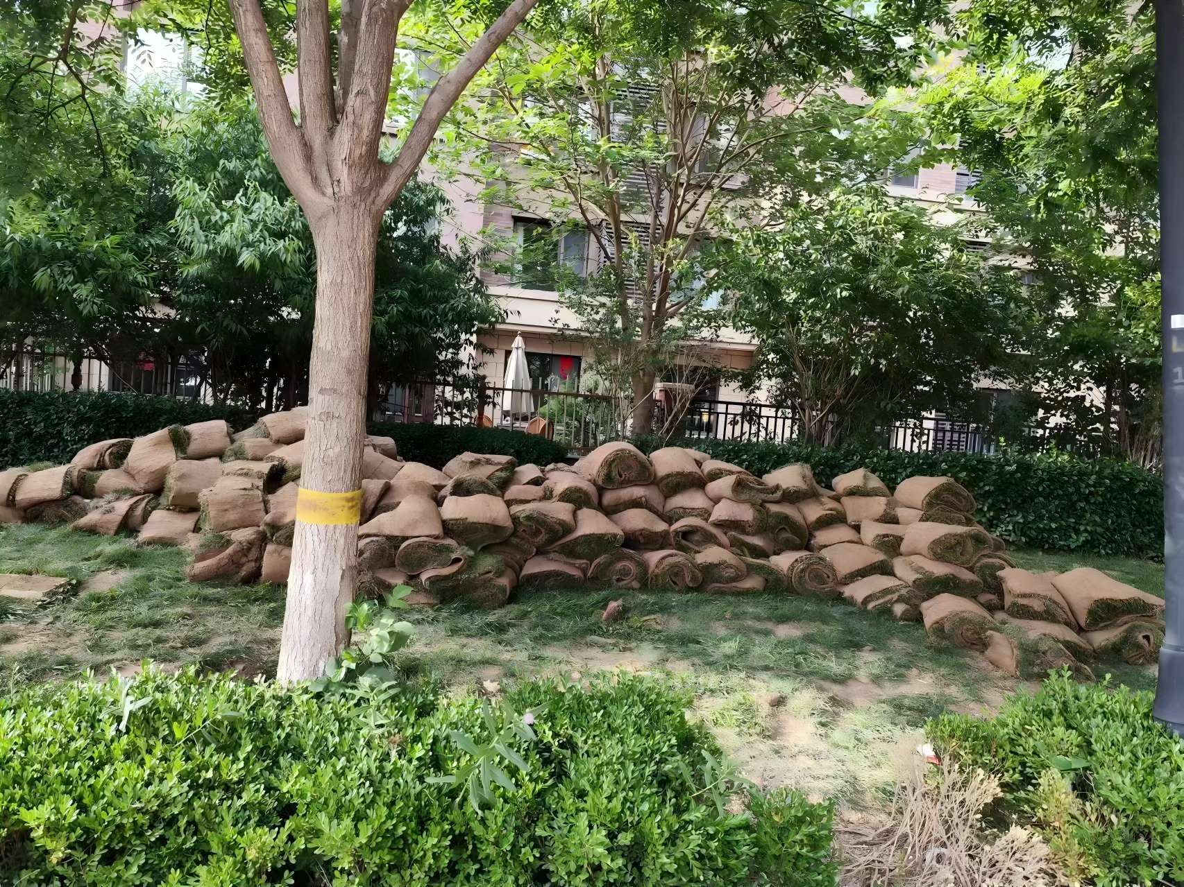 天津綠化養(yǎng)護(hù)之某小區(qū)鹽堿地治理方案